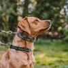 Herm Sprenger Camouflage Green Nylon Cover for Ultra-Plus Pinch Dog