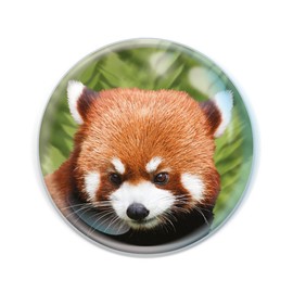 Magnidome Magnets - Red Panda by Deluxebase - Glass Fridge Magnet with Panda Design for Kids - Great Dome Shaped Magnets for Home Decoration and Accessories