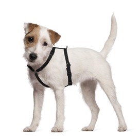 FidoRido Dog Car Seat Strap Expansion Kit - Secure & Comfortable Travel Supplies for Dogs in Vehicles, Keep Your Pet Safe, Sturdy, Dog Travel Accessories, Adjustable Sizes, Black - Small, 8" - 16"