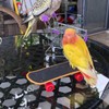NAUZE Parrot Skateboard Interactive Parrot Creative Toy Intelligence Toys Mini