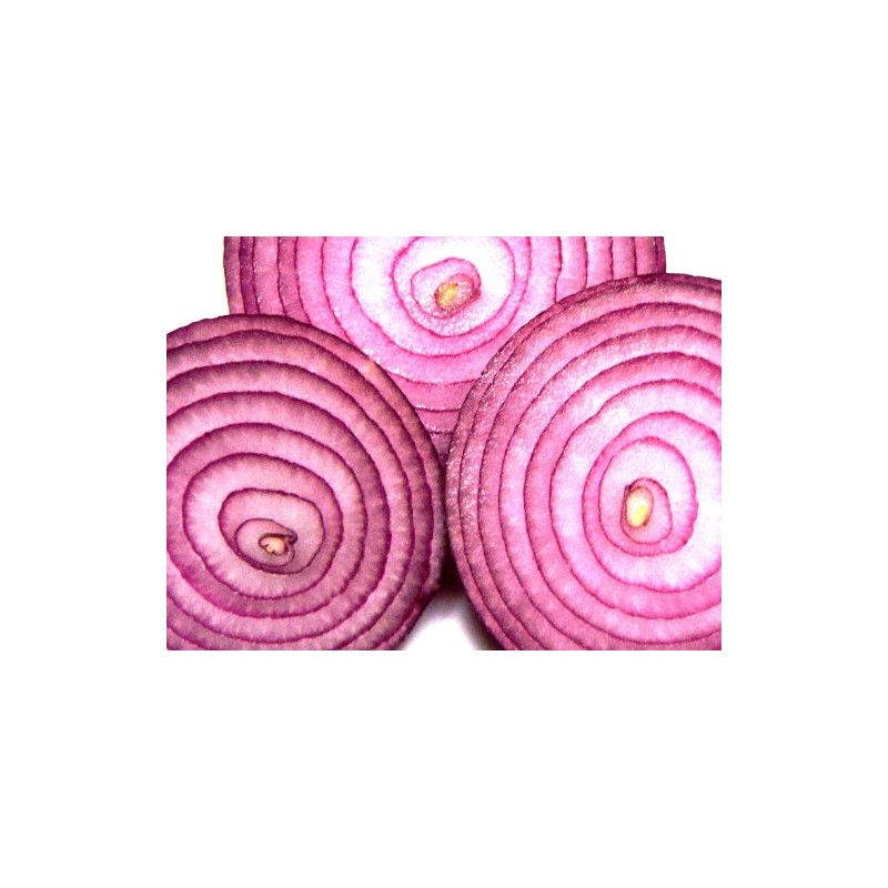 Onion RED Creole Great Heirloom Vegetable by Seed Kingdom Bulk