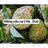 Tree 1 Sugar Apple Na Dai( Mãng Cầu Dai) 5”