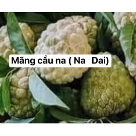 Tree 1 Sugar Apple Na Dai( Mãng Cầu Dai) 5” -9” Live Seed Tree-Asian Plant Collection