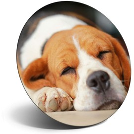 Destination Vinyl ltd Magnet for Refrigerator, Fridge - Sleeping Beagle Dog Puppy Cute for Office, Cabinet and Whiteboard, Magnetic Stickers, 15506