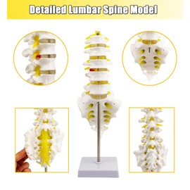 Life-Size Human Spine Model for Anatomy Education, Teaching, and Study - QREBYQ Scientific Lumbar Spine Model with 5 Vertebrae
