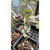 Live Tree Bush cherry Joel (Prunus japonica x Prunus jacquemontii)