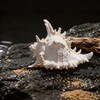 Natural Conch Shell, Real Large Conch Shell, Sea Shells for