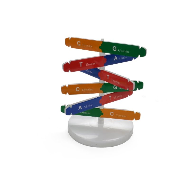 DHinkyoung DNA Model Double Helix Model Component Human Genes DNA