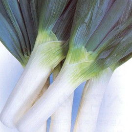 Onion Seeds - Bunching - Shimonita Negi - 1 Oz ~13000 Seeds - Non-GMO, Heirloom - Vegetable Garden