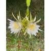 Cactus 3 FT LIVE PLANT Queen of the Night CACTUS