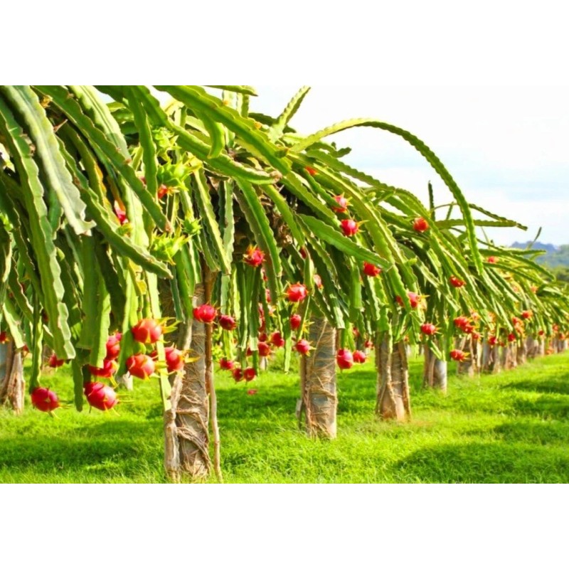 Seed-Top 250 Dragon Seeds Mix Pitahaya Rare varieties pitaya Easily