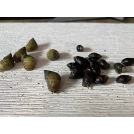 5 Nassarius and 5 periwinkle Saltwater Snails Fish Tank Aquarium Filter Sump