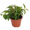 Canoe Bush Peperomia Plant - 2.5" Pot - Easy to