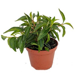 Canoe Bush Peperomia Plant - 2.5" Pot - Easy to Grow!
