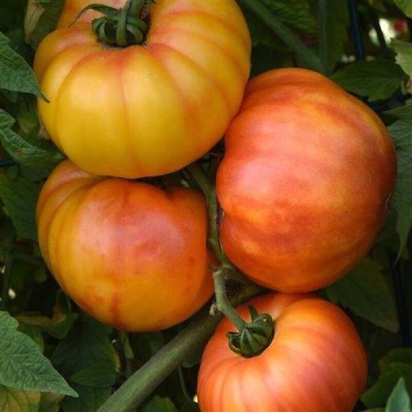 Tomato Buffalosun 25 Buffalosun Tomato Seeds Garden Seeds