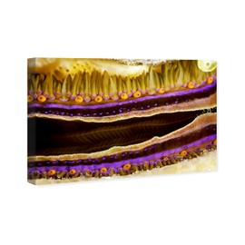 Wynwood Studio Nautical and Coastal Contemporary Wrapped Canvas Art - David Fleetham - Coral Boring Scallop II, Wall Art for Living Room, Bedroom, and Bathroom, 24 in x 16, Yellow and Purple Home Decor