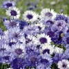 Cornflower Seeds - Fantastic Mix - 1 Ounce - Blue/White
