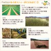 Angelbean Organic Rooibos Tea Special Extra Fine Organic JAS Biodegradable