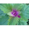 150 Tree Spinach Seeds - Chenopodium giganteum - Giant Goosefoot