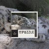 Lantern Press 1000 Piece Jigsaw Puzzle, Snow Leopard