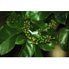 CZ Grain 5 Rare Seeds of Bignay, Buni, Salamander Tree