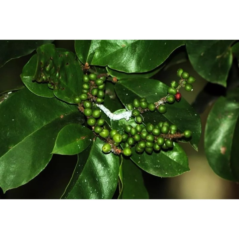 CZ Grain 5 Rare Seeds of Bignay, Buni, Salamander Tree