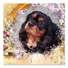 CafePress Cavalier King Charles Spaniel Square Car Magnet 3 Square