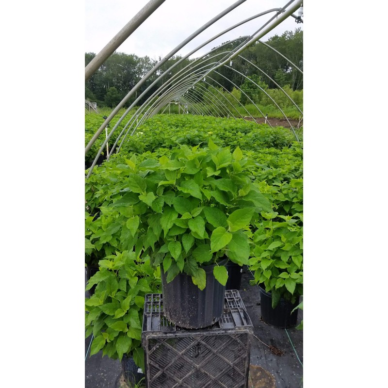 Hydrangea arb. 'Annabelle' (Smooth Hydrangea) Shrub, white mophead flowers, #3