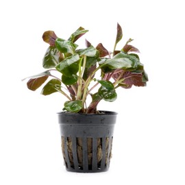 SubstrateSource Live Plants - Cardinal Flower (Lobelia cardinalis) - Moderate to High Light Aquarium Display, Bright Green Accent, Midground Placement for Aquascaping, Stem Aquatic Plant - Pot