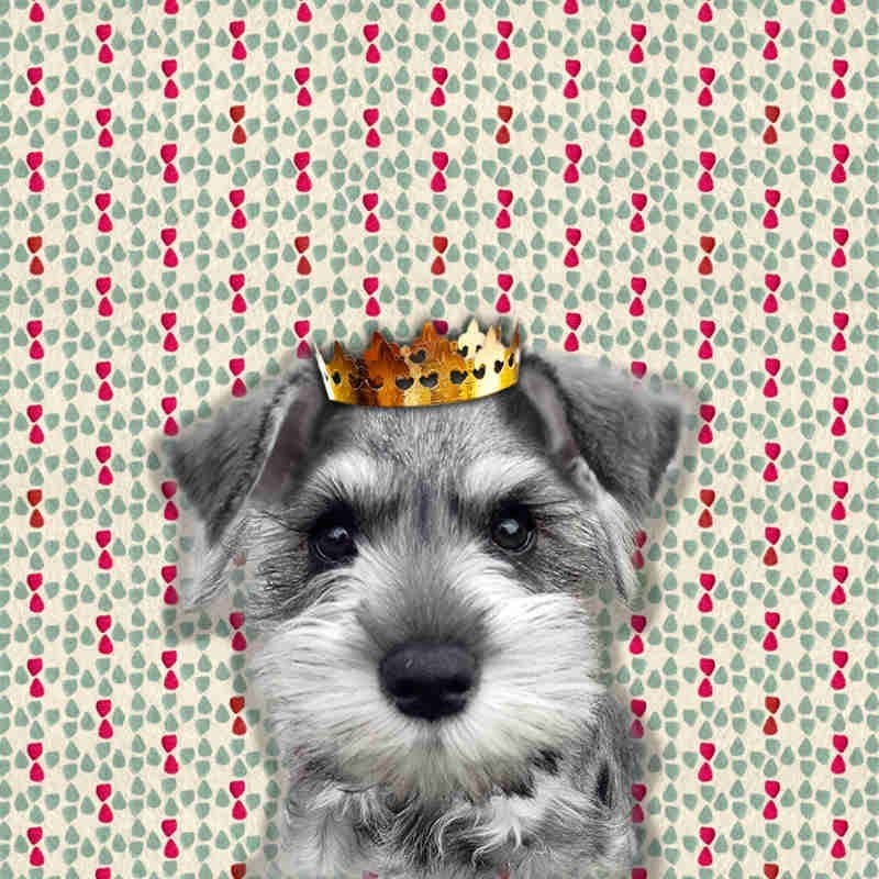 Lucie dancette Hybrid Mini Towel Schnauzer TW3 2025