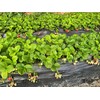 Strawberry Seeds for Home Garden Decor - 300 Pcs