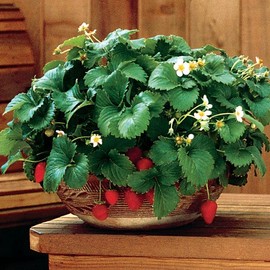 Park Seed Grow Your Own Strawberry Fruit Garden at Home (Seeds), Fresca, Pack of 20 Seeds