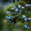 Juniper Berry 50ml Incent Essential Oil Essential Oil