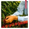 Juan Valdez- Café Antioquia, Balanceado, En Grano de Origen, Notas