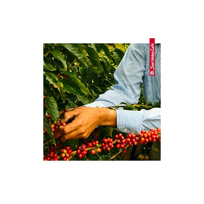 Juan Valdez- Café Antioquia, Balanceado, En Grano de Origen, Notas