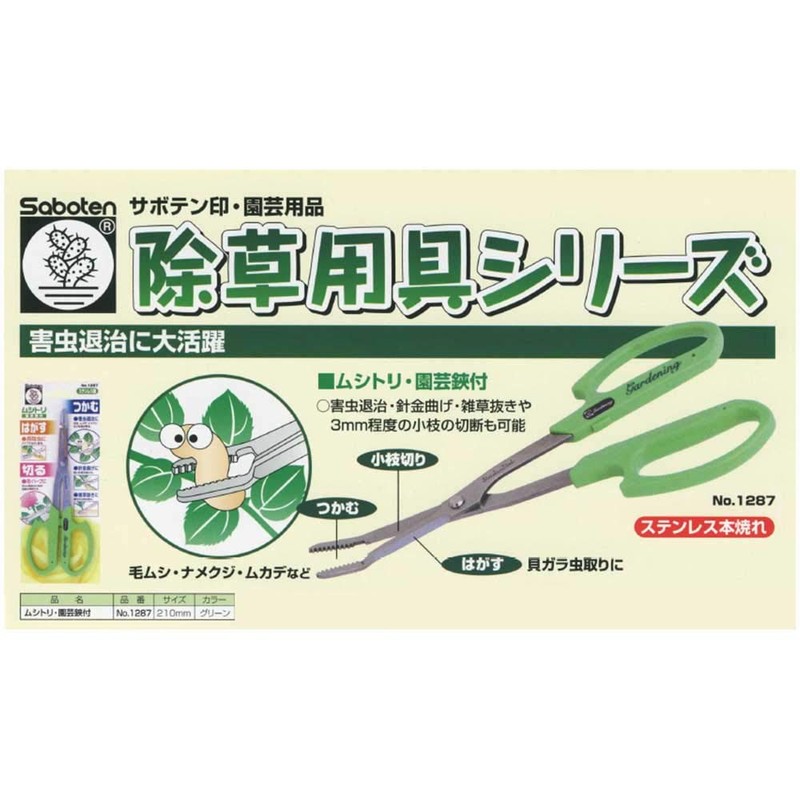 Cactus Musitori 1287