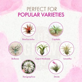 Organic Ready to Spray Air Plant Food - Fertilizer Mist for Weekly Use - Best for Live Tillandisa, Bromeliads, and Other Common Air Plants (8 oz)