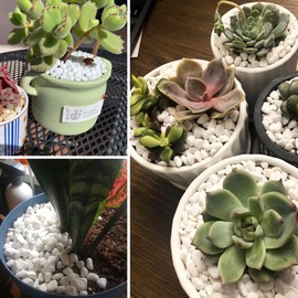 White Pebbles for Plants Garden Vases 7 lb White Rocks Gravel Decorative Stone 1/2"