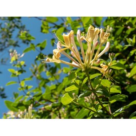 Floral Solid Perfume | All Natural, Phthalate-Free Fragrance | Long-Lasting, Highly Scented, Layerable Balm | Portable 1/4 oz Tin | Travel-Friendly (Honeysuckle)