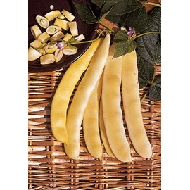 Salerno Seeds Pole Bean Fagiolo Venezia Meraviglia di Venezia NON-GMO