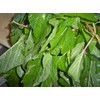 300 Jamaican CALLALOO SEEDS (Edible Amaranth) Real Jamaican Organic Heirloom