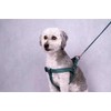 Step&Go Ziggi Harness Dark Green S 25-45 cm 15 mm