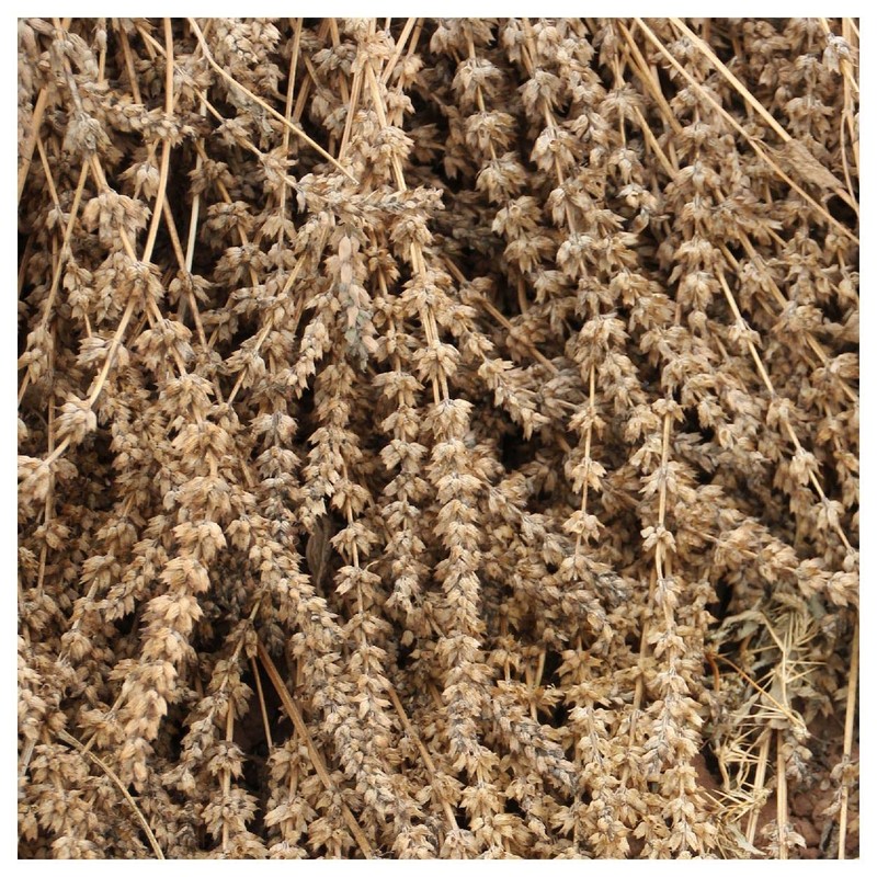 Everwilde Farms - 1/4 Lb Chia Herb Seeds - Gold