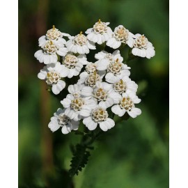 Fresh  ACHILLEA MILLEFOLIUM Seeds *FREE Shipping!* Common White Yarrow 1000+ SEEDS