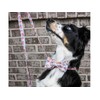 Unique Style Paws Bow Tie Collar Adjustable Collar or Lead