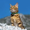 Breakaway Cat Collar Leather with Removable Bell - 13 Colors