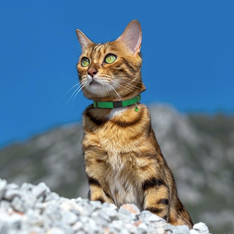 Breakaway Cat Collar Leather with Removable Bell - 13 Colors