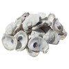 U.S. Shell, Inc., Drilled Oyster Shells, 2 to 3"