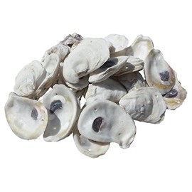 U.S. Shell, Inc., Drilled Oyster Shells, 2 to 3"