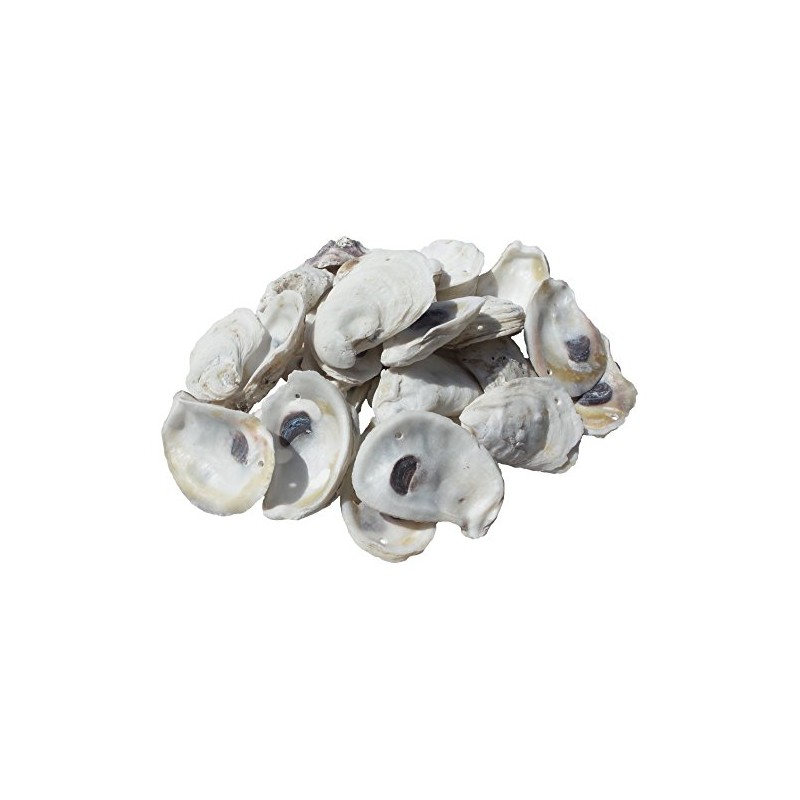 U.S. Shell, Inc., Drilled Oyster Shells, 2 to 3"